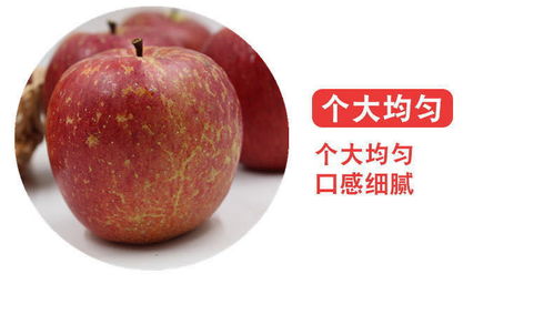大涼山鹽源丑蘋果 冰糖心紅富士，應(yīng)季脆甜新鮮直達(dá)